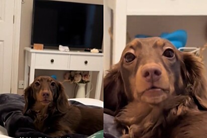 Cachorra dachshund resolve sentar longe de tutora - mas pet não soube lidar com a grande consequência disso