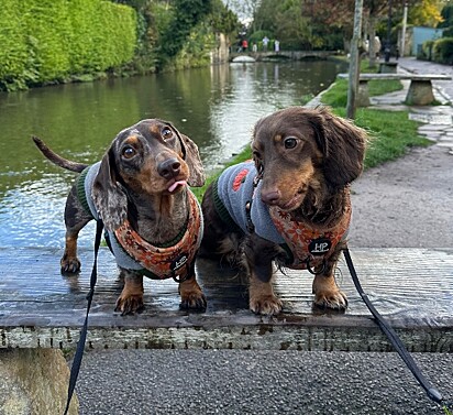 Bonnie e Maisie, dois cães dachshunds.