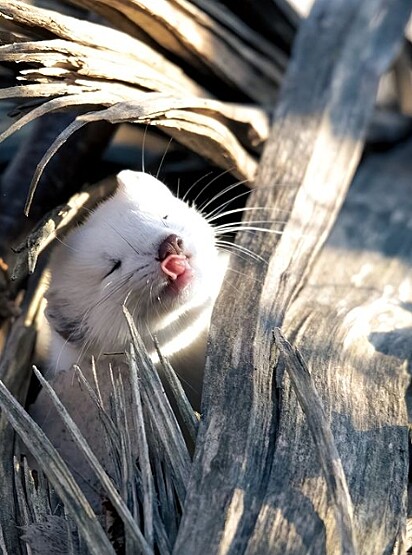 O animal foi muito aguardado pelo fotógrafo.