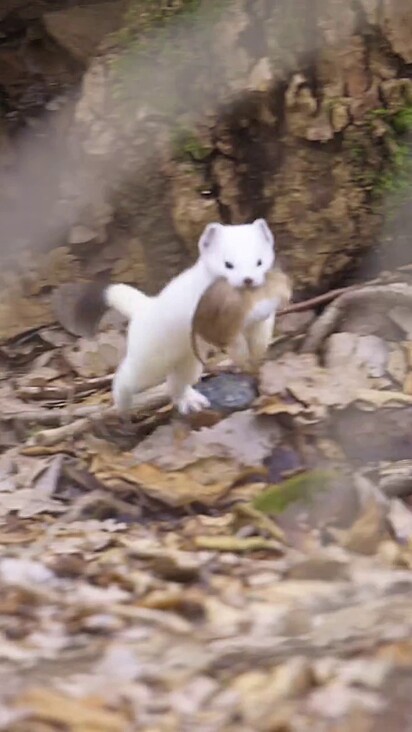 A aparição do animal em conjunto com a caça melhorou o currículo do profissional.