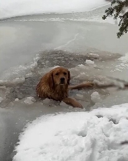 O cachorro havia caído em uma parte quebrada do gelo.