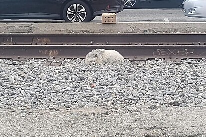 Cão Lulu da Pomerânia dorme em trilhos de trem esperando que alguém venha buscá-lo