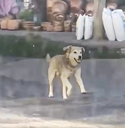 O cãozinho parecia determinado a não perder a trilha do táxi.