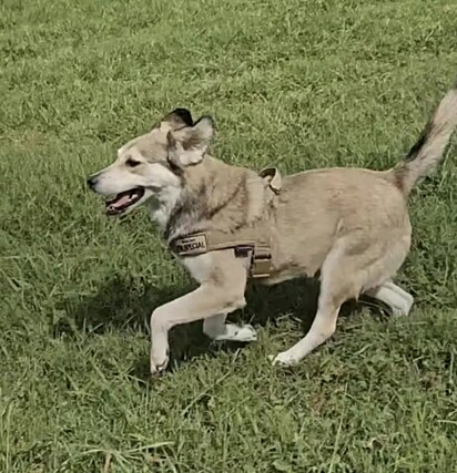 Hoje, Krista e Chase são inseparáveis, viajando juntos em uma van pelos Estados Unidos.