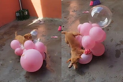 Cachorrinha caramelo ‘perde o controle’ ao ver o que tutora trouxe para casa