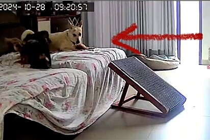 Ao conferir câmera de segurança, tutora se assusta ao ver 2 invasores junto com seus cachorros