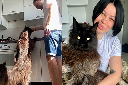 Internautas se impressionam com tamanho de gato: Achei que fosse um cachorro, tão grande.