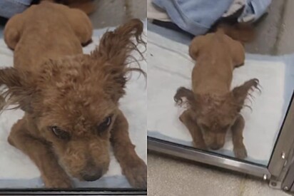 Cachorro encontrado “protegendo” seu tutor falecido busca uma nova chance para recomeçar.