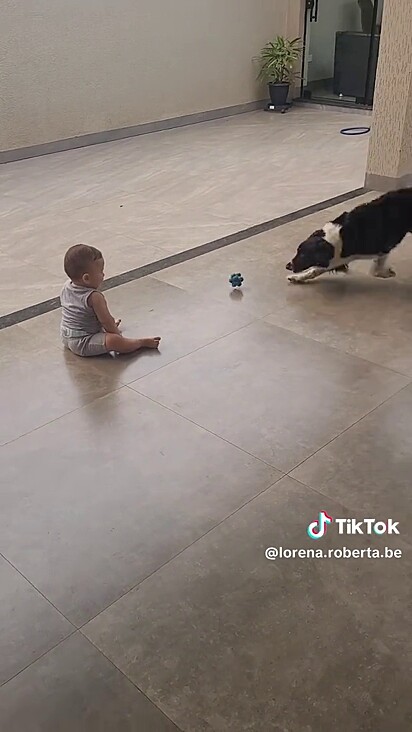 A cachorrinha está ensinando o pequeno a jogar a bola.