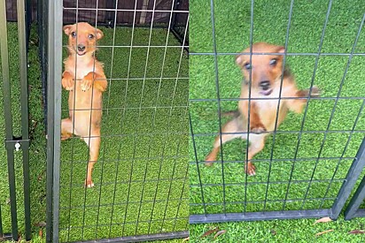 A família perfeita para Squirrel deverá fornecer muitos beijos e abraços.