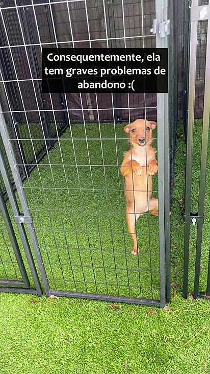 A cachorrinha ficou traumatizada após o abandono.