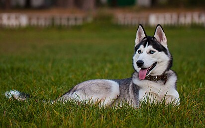 Cão Husky Siberiano 