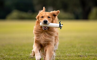 Cão Golden Retriever