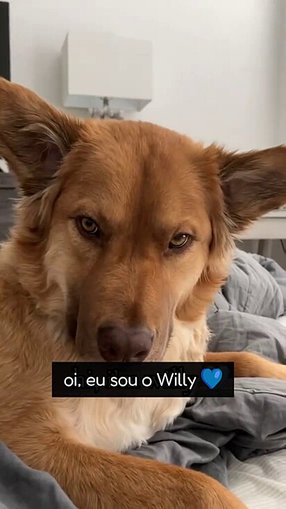 Cão mistura de Golden com Pastor Alemão