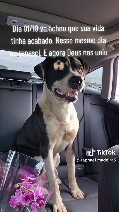 Apesar do trauma o pitbull é muito dócil.