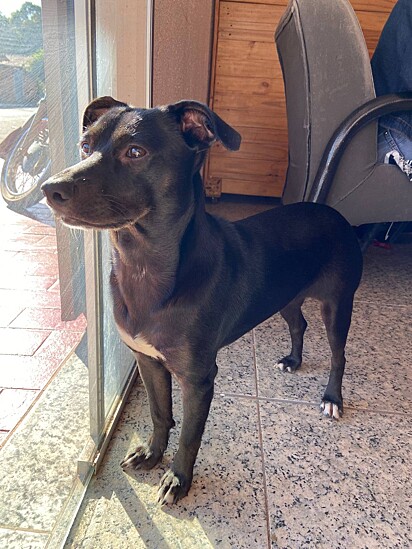 Natalia percebeu que foi enganada quando a cachorra começou a crescer demais.