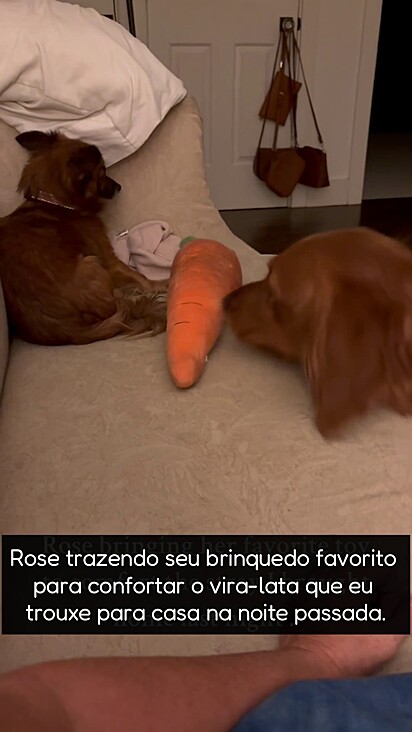 A nova família é mais adequada para ajudar o cão a se recuperar do medo.