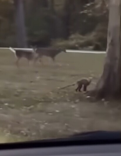 A criatura é, possivelmente, uma raposa com sarna.