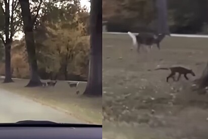 Criatura misteriosa de aparência estranha vista em parque confunde moradores