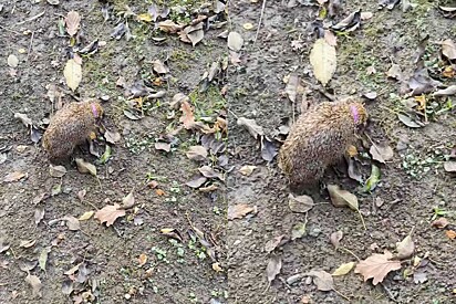 Jardineiro para tudo o que estava fazendo após ver um animal com um colar lilás no pescoço