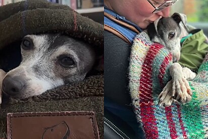 Cachorrinha que viveu 6 anos em gaiola é resgatada e comove ao receber amor e liberdade pela primeira vez