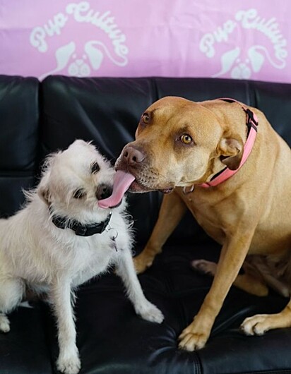 Tokyo começou a se abrir e fazer amizade com outros cães do abrigo.