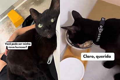 Lyn decidiu que não deixaria a gata para trás.