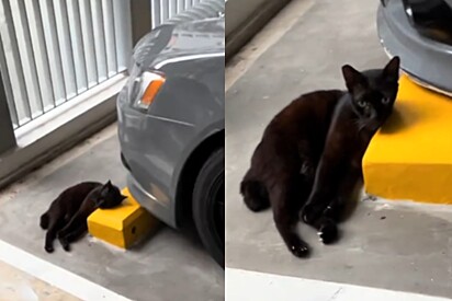 Gata abandonada por motivo triste descansa sua cabeça em travesseiro de concreto