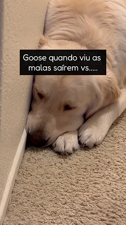 Os goldens são cães extremamente sentimentais.