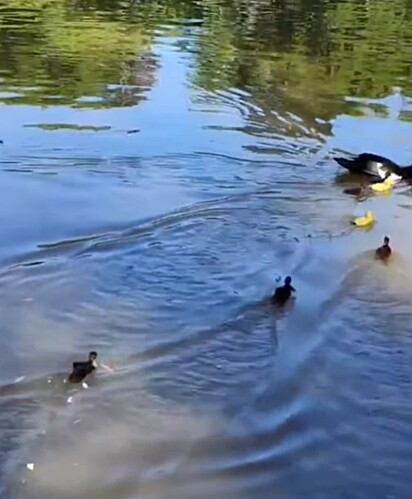 Eles nadaram alegremente até a mamãe pata. 