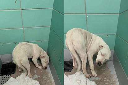 Cachorro que tinha medo de contato humano, mas estava desesperado por amor, encontra solução para suas dores