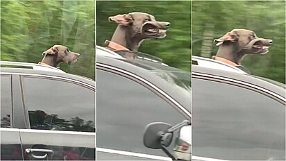 Cachorro é visto fazendo caras e bocas passeando de carro com seus tutores