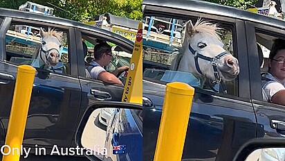 Pônei surpreende clientes de drive-thru ao aparecer dentro de veículo