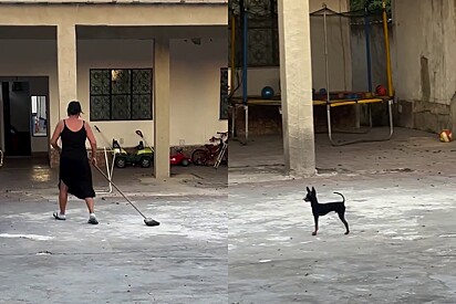 O pinscher Flap dá a vida para proteger a casa.