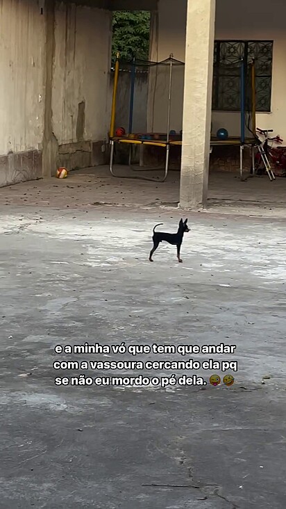 O cão não é páreo para o escudo da avó.