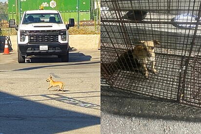 A cachorrinha foi rapidamente adotada por uma família amorosa.