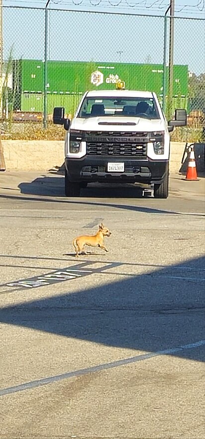 Felizmente os guardas perceberam a movimentação da pequena chihuahua.