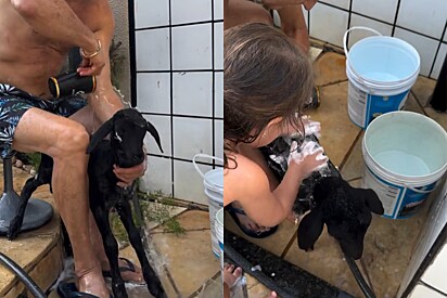 Avô e netinha adotam carneiro órfão e na hora do banho o momento mais carinhoso acontece