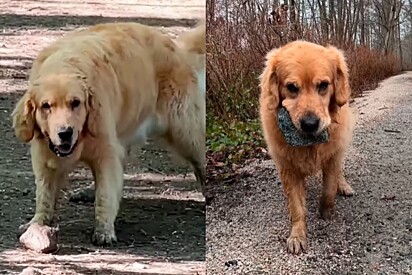 Tutor revela os desafios para alegrar seu Golden Retriever viciado em colecionar pedras