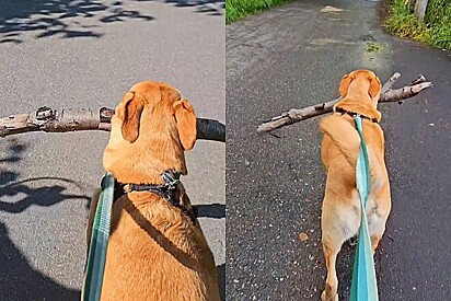 Vira-lata caramelo pega o maior graveto possível e fica todo feliz ao ganhar elogios pelo caminho