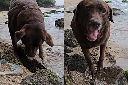 Tudo parecia calmo em passeio na praia até que cão labrador resolve levar embora a maior pedra possível