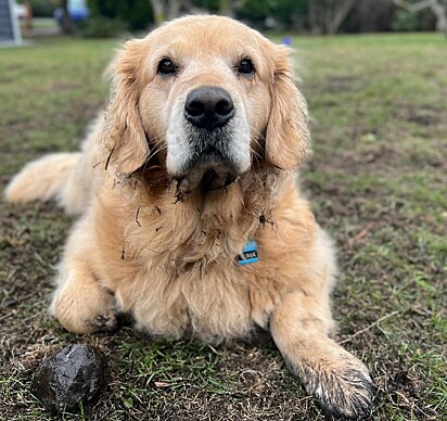 Yuma, uma cadela golden retriever que ama pedras.