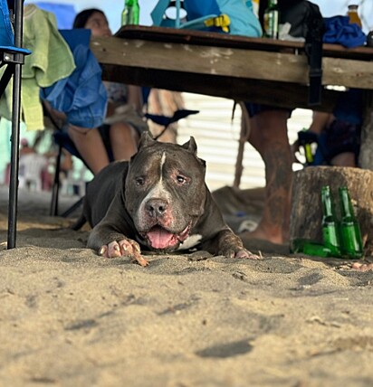 Bosco era um cão American Bully. 