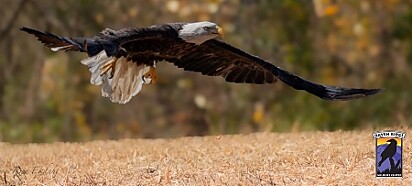 As aves foram soltas em conjunto.