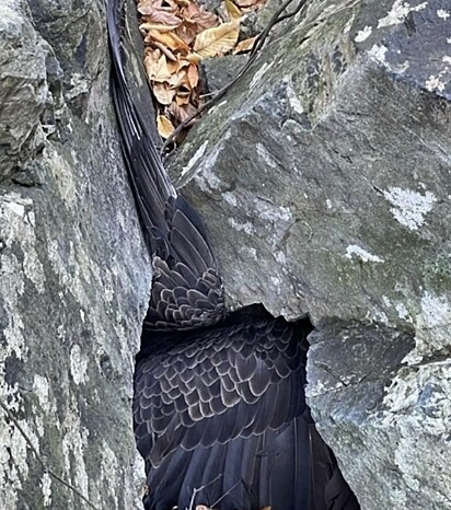 O alpinista deu de cara com as asas de uma das aves.