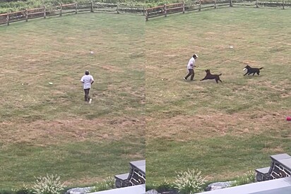 A jovem adorou ver a interação com os cães.