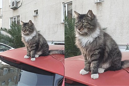 Gato aparece em cima de carro de mulher a impedindo de sair para trabalhar, então ela resolve tomar uma atitude.