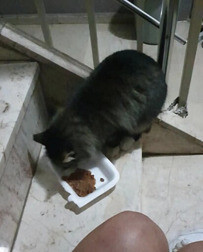 Aynuse alimentando o felino.