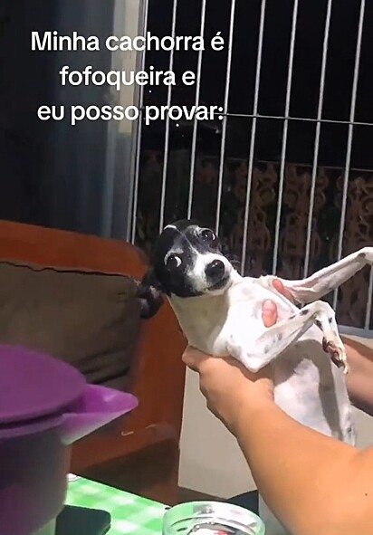 A cachorrinha Dark acusando a avó com o olhar.