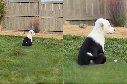 O que esse cachorro acabou de testemunhar em jardim parte corações de pessoas na internet.